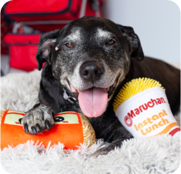 maruchan instant lunch photo with dog